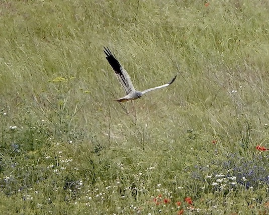 Montagu's harrier